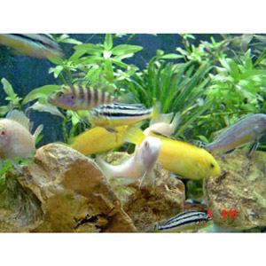 Buy AQUARIUMS AND ALL AQUARIUM PRODUCTS